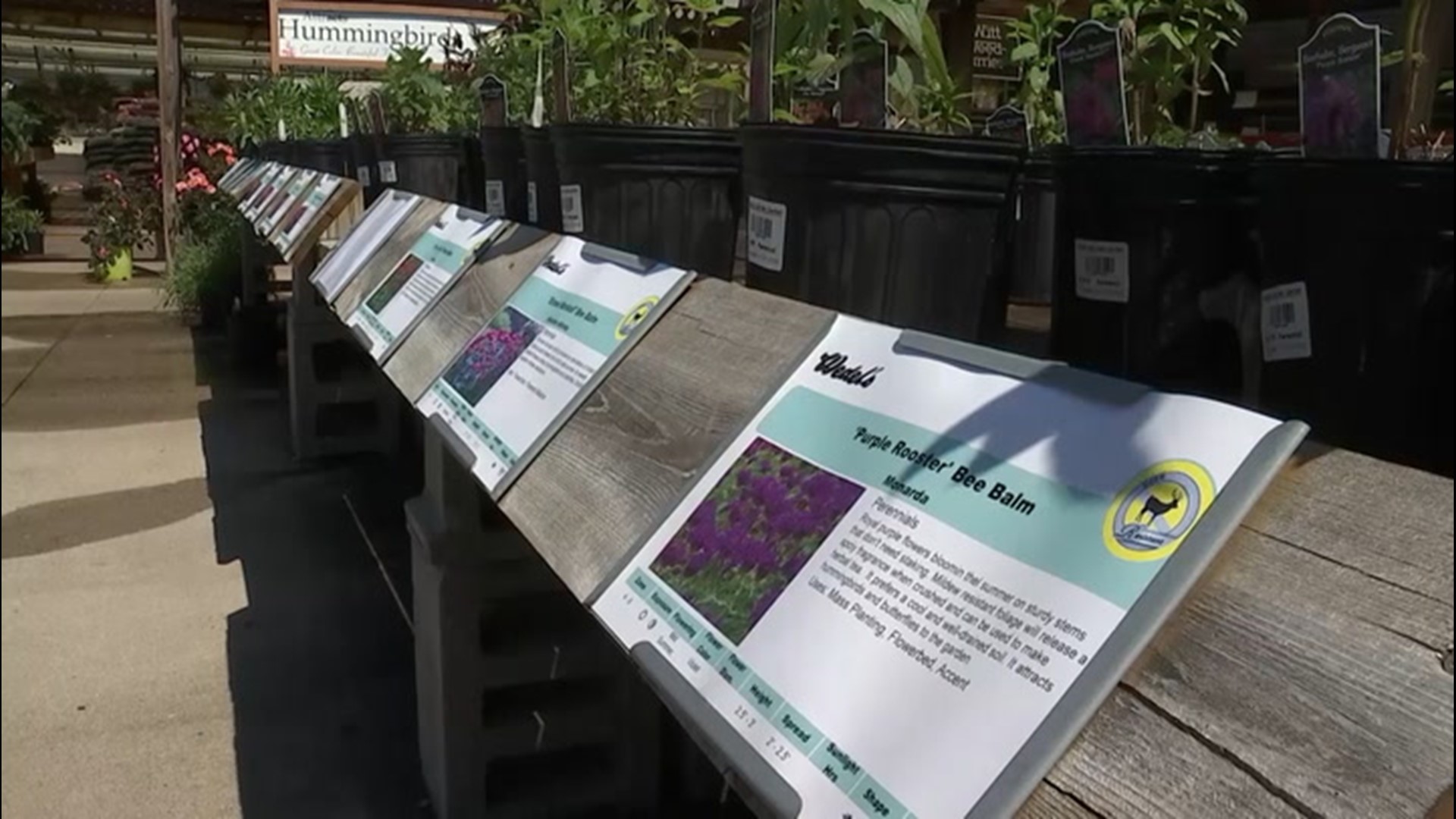 With spring here, nurseries and garden centers are swamped with people buying plants. AccuWeather's Blake Naftel spoke with a pro gardener for some handy tips.
