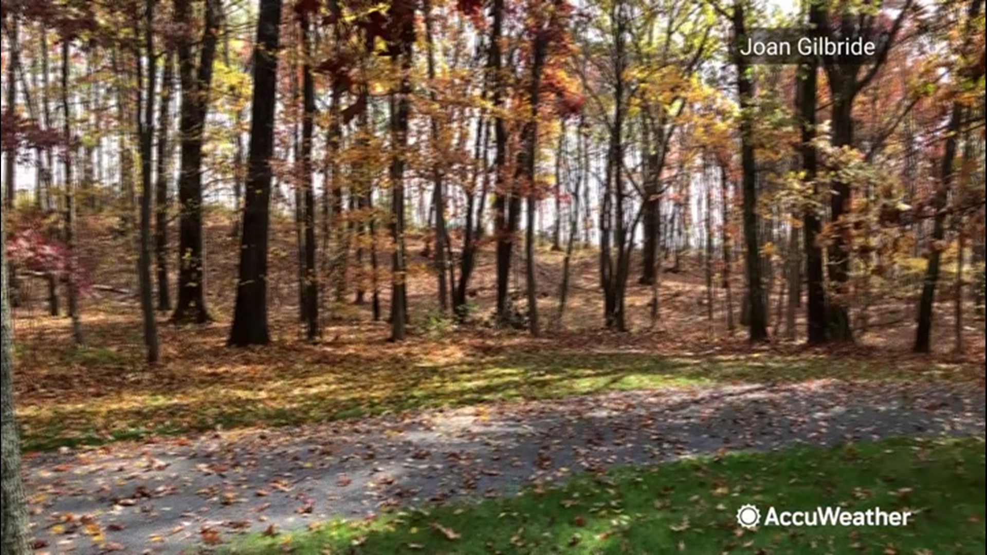 Video captures a colorful spectrum of leaves falling off of trees in Craryville, New York, on Oct. 23.