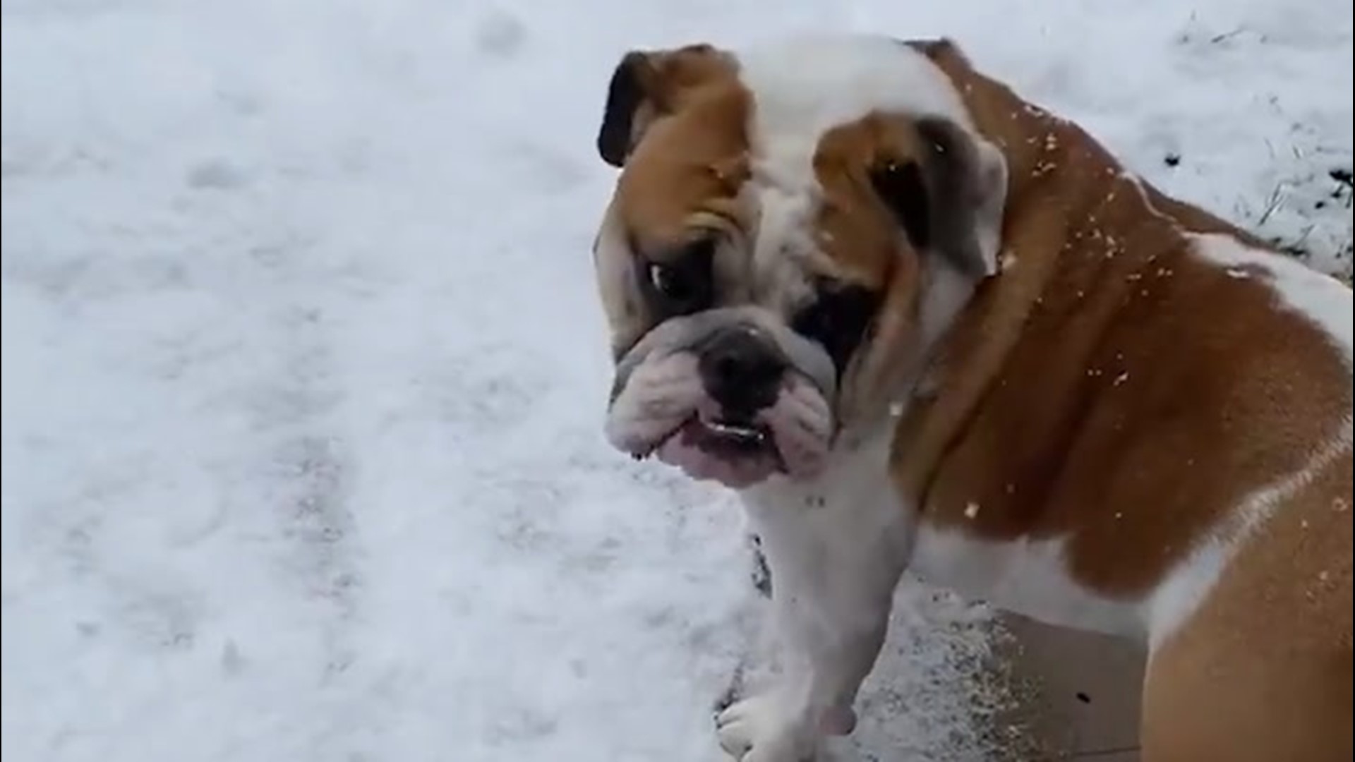 Mr. Truck, the bulldog, went for a trek as fresh snow piled up in Carlisle, Ontario, on Nov. 22.