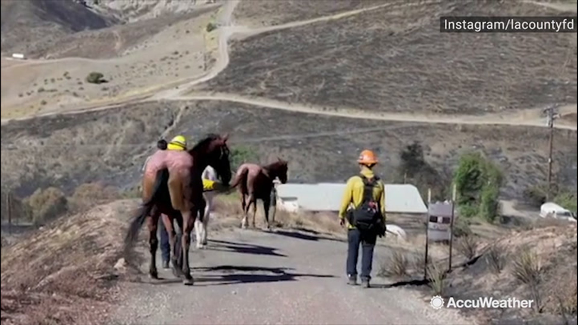 On Oct. 25, three horses were rescued from the evacuation area in Tick Canyon, California. The horses were reportedly without food and water for multiple days, but were saved from the fast moving Tick Fire and have been transported to the Castaic Animal Care Center for evaluation and treatment.
