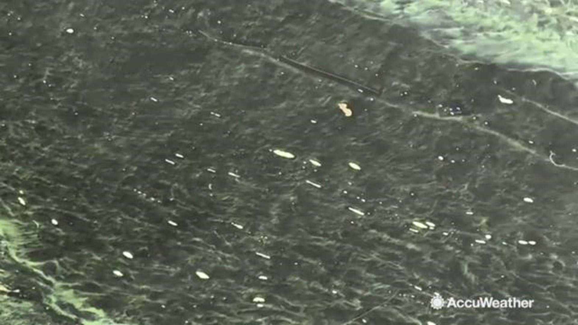 Tests have shown that algae in parts of Lake Okeechobee are 15 times as toxic as what the World Health Organization would consider as hazardous.  Accuweather reporter Jonathan Petramala was at the scene.