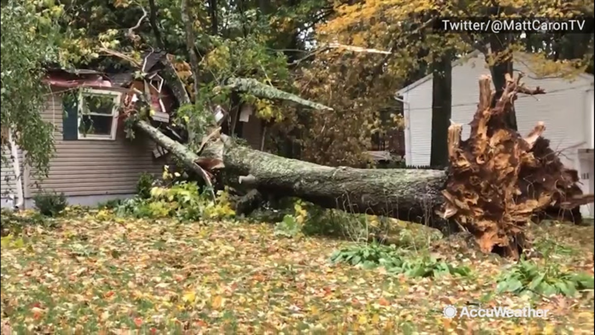This tree was ripped from the roots and toppled over a house on Oct. 17. Fortunately, the owner of the house was not home.