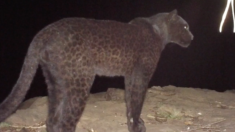 Rare black panther confirmed in Kenya