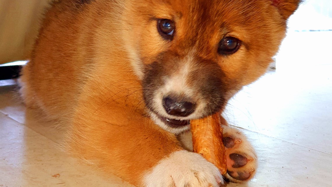 Lost Puppy Found in Australia Is Actually Rare Dingo, DNA Test