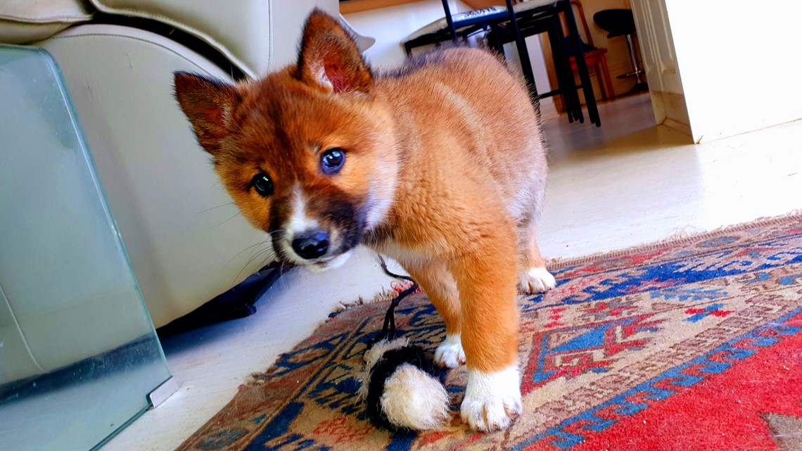 Dingo Populations Have Less Dog Ancestry Than We Thought