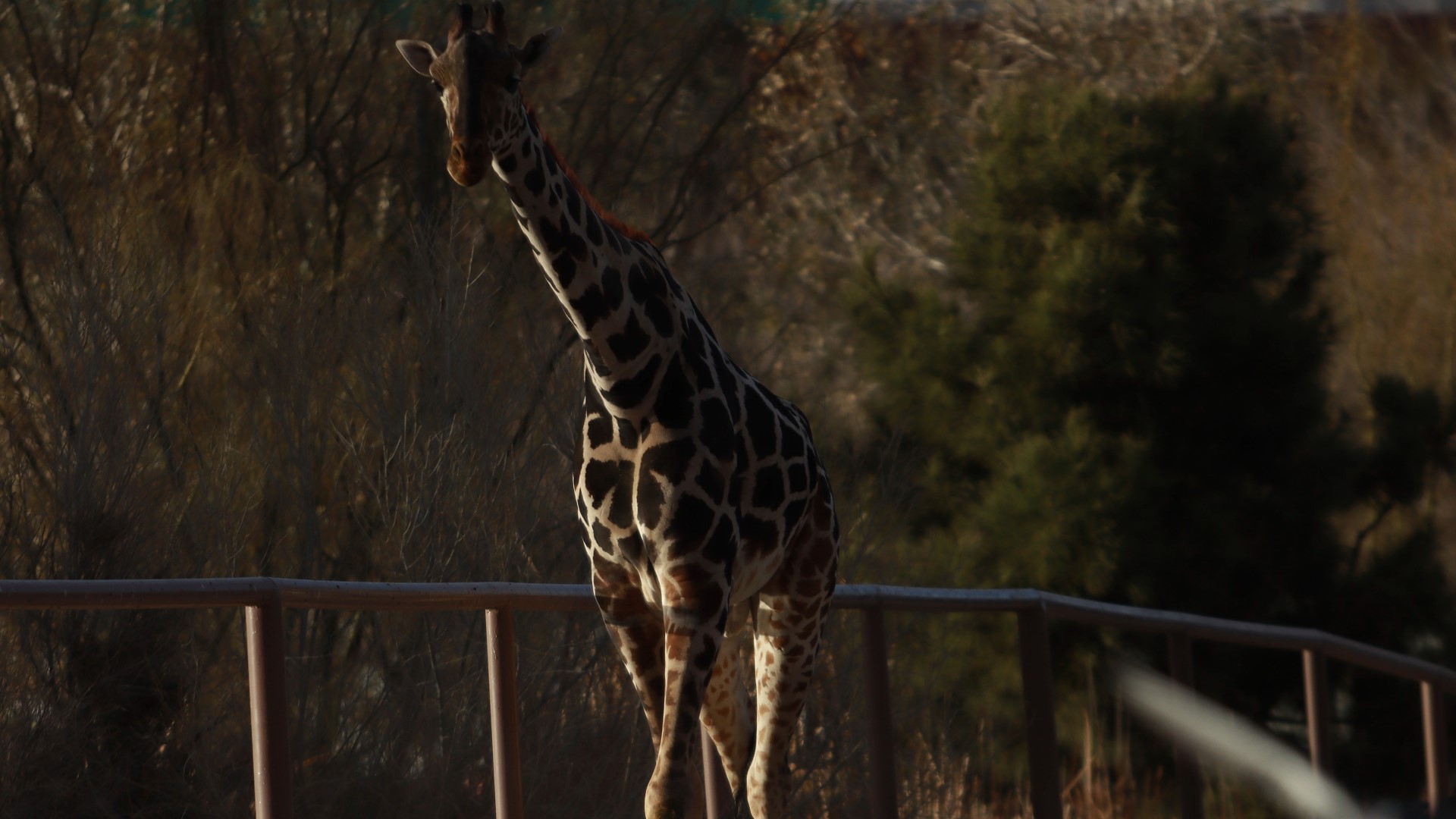 The move came after environmental groups waged a campaign complaining about conditions faced by Benito at the city-run Central Park zoo in Ciudad Juarez, across from