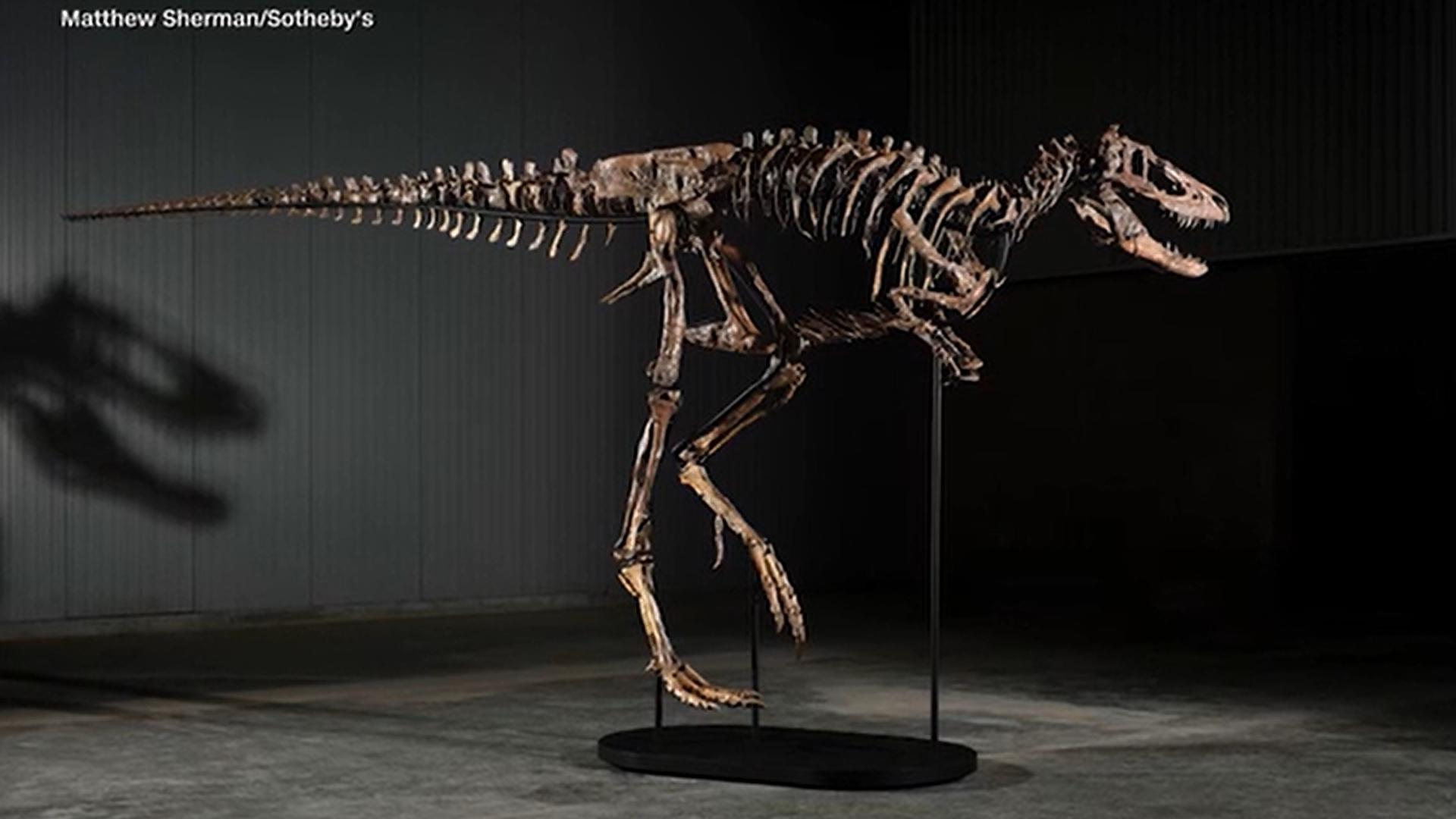 Rare Nanotyrannus skeleton 'Jodi' sells for $47.3M | thv11.com