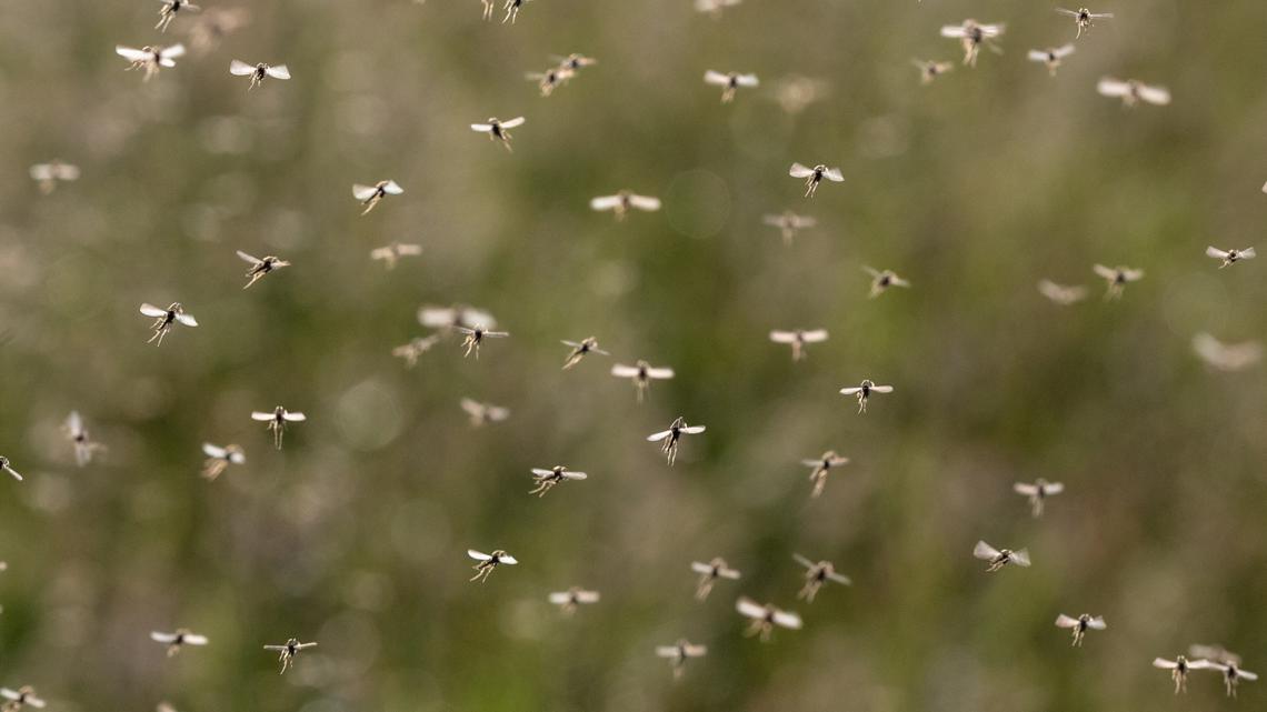 Google seeks approval to release millions of specially treated mosquitoes to combat disease
