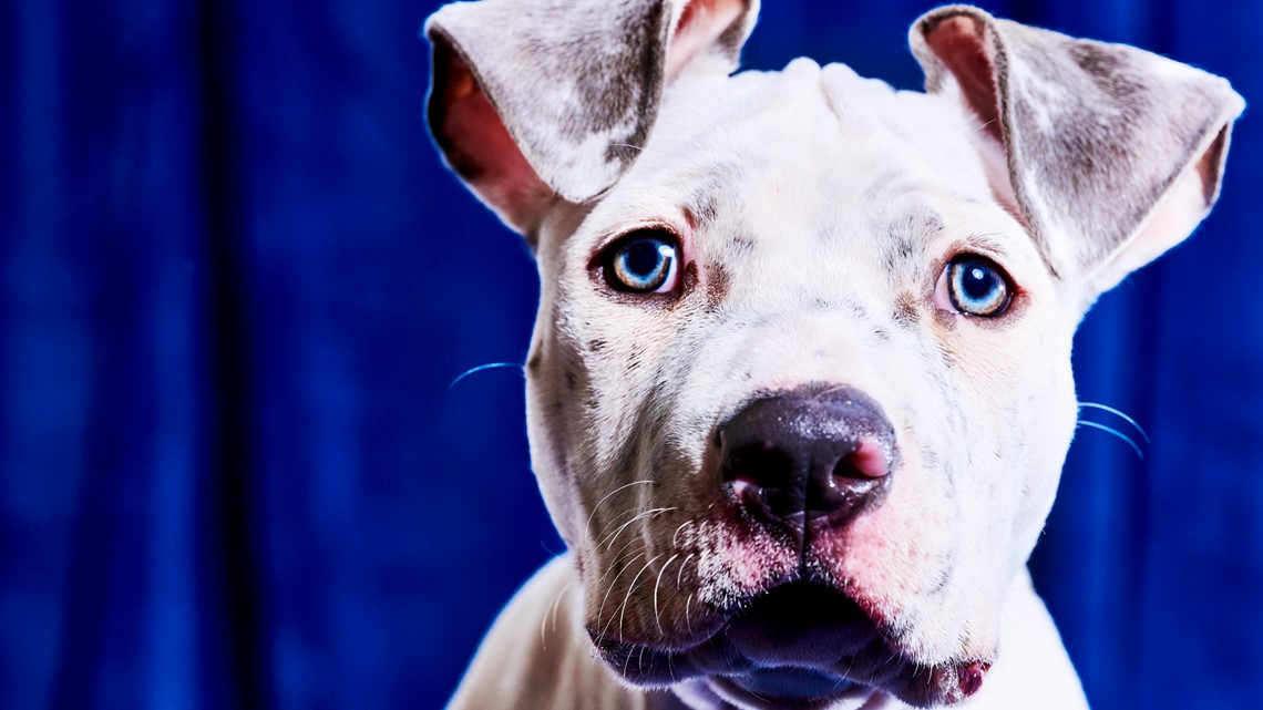 Puppy Bowl' returns to add fluffy cuteness to Super Bowl 2022