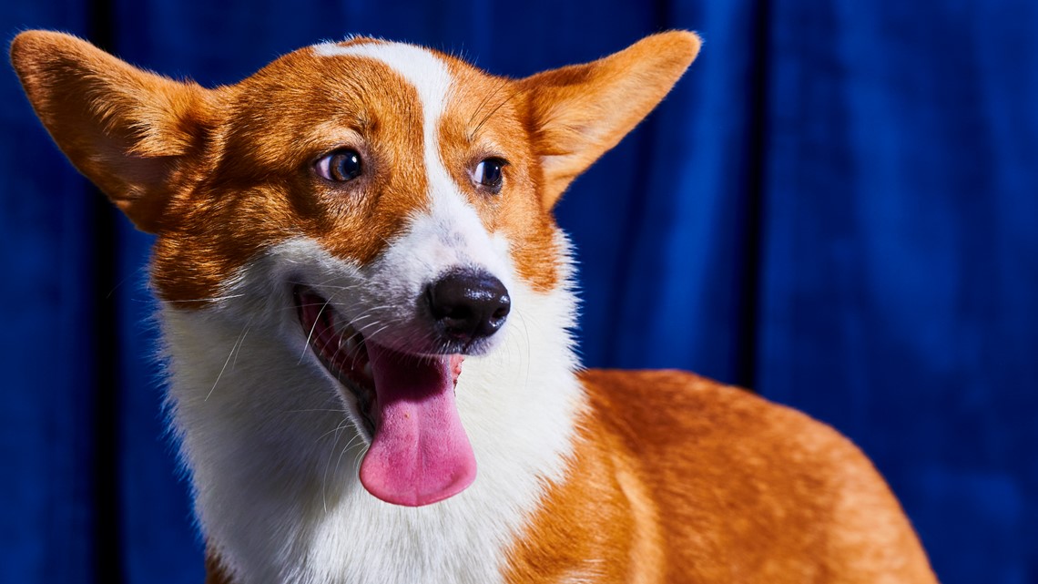 Puppy Bowl' returns to add fluffy cuteness to Super Bowl 2022 Sunday 