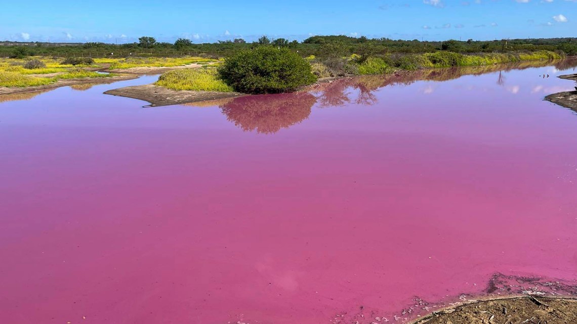 Pond in Hawaii mysteriously turns pink | thv11.com