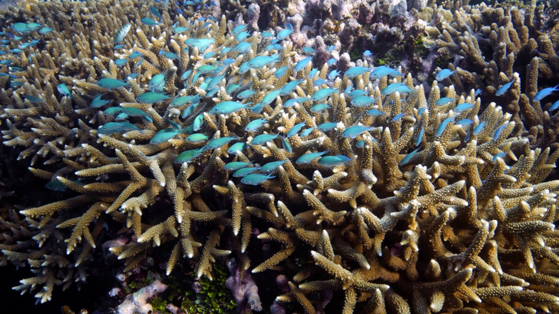 Australia to argue against UNESCO endangered Barrier Reef status - Vimarsana News