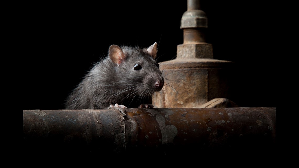 Rats can't resist the wiring in newer cars: Here's why | thv11.com