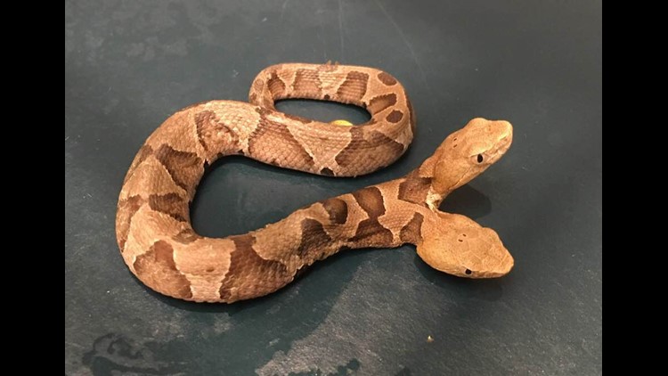 the copperhead is an "extremely rare" find in the wild, said