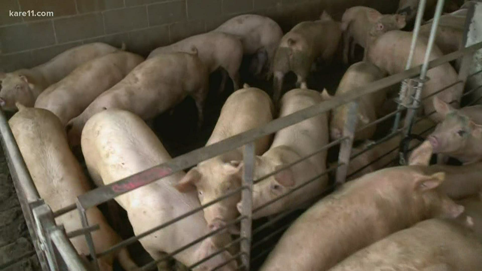 Henry Sloot in Winthrop has roughly 200 hogs left on his farm and he may be faced with a heartbreaking reality.
