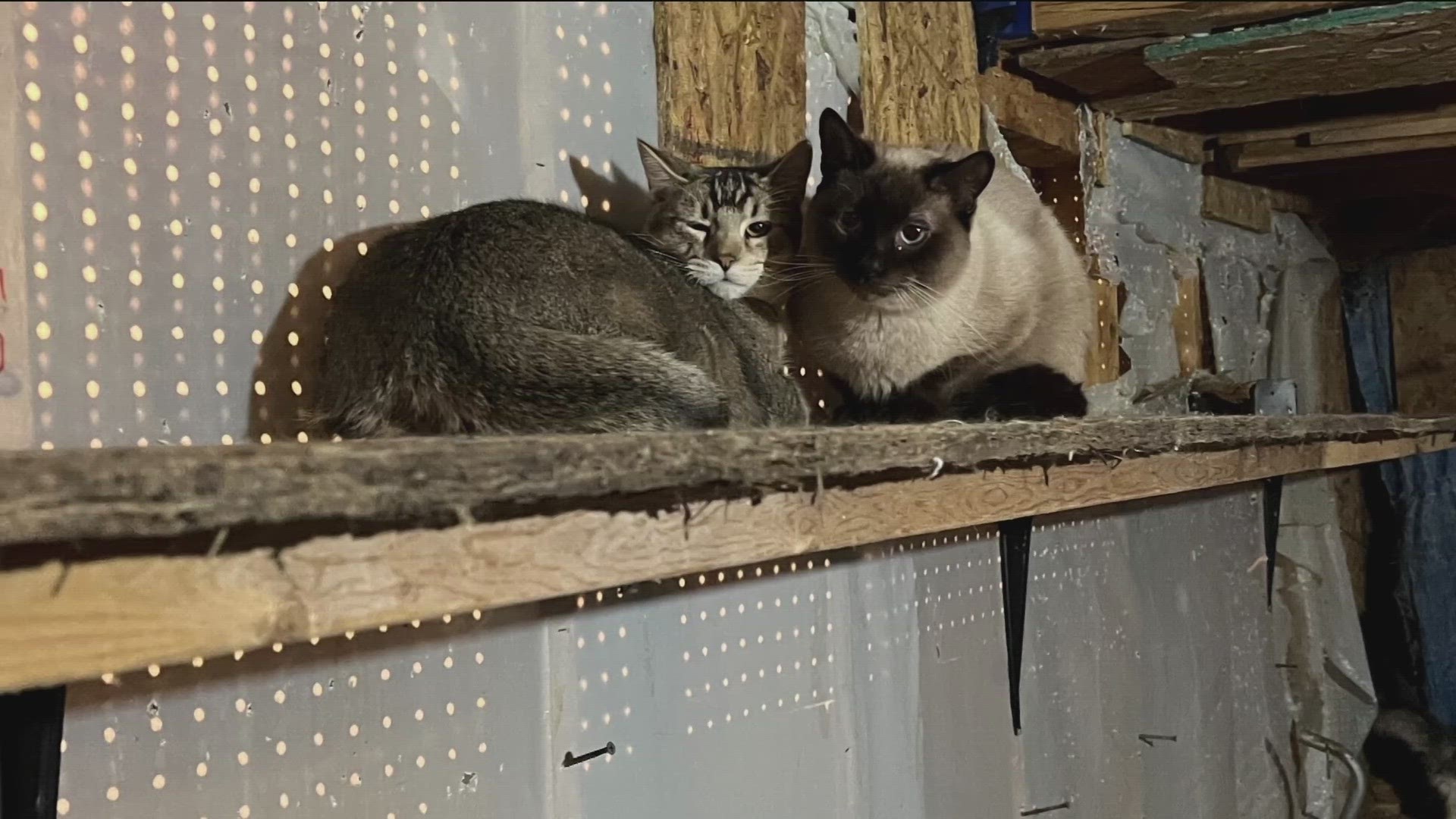 Dozens of cats found abandoned inside foreclosed Coon Rapids home ...