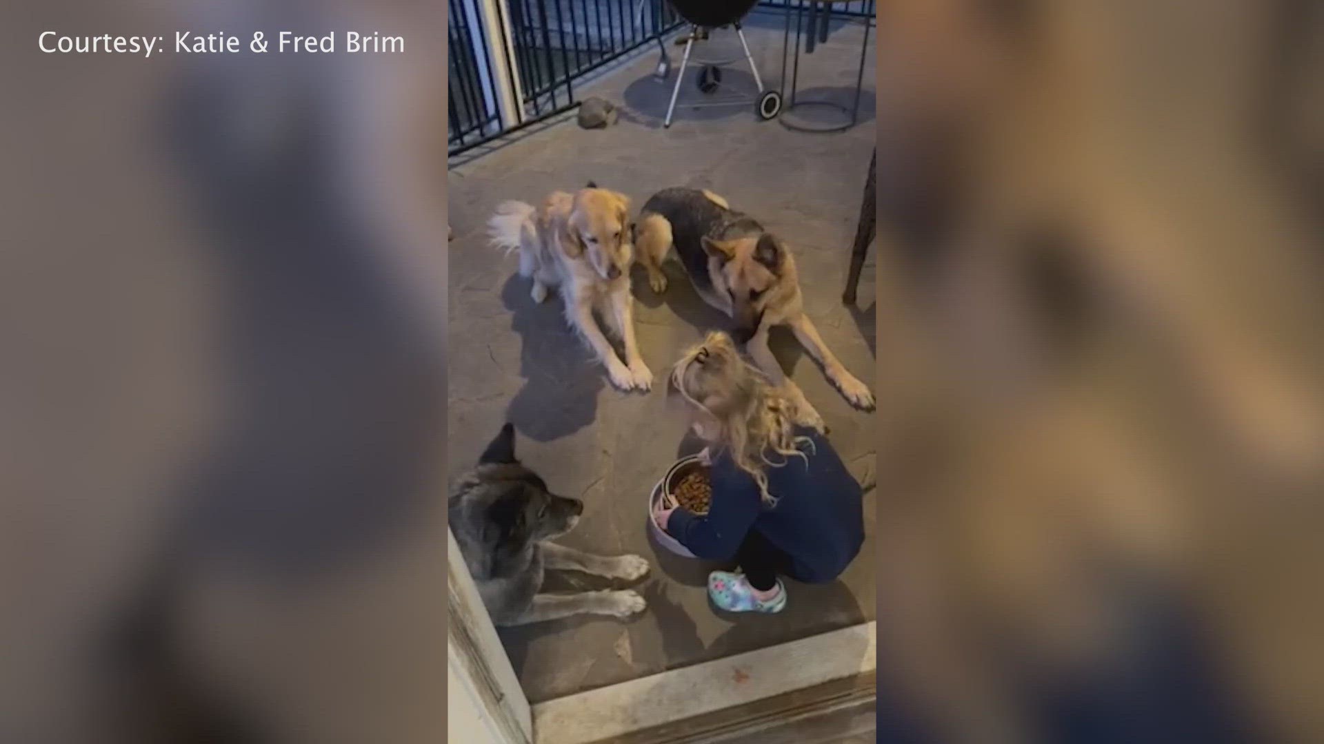 A Central Texas toddler is making sure her dogs say a prayer before they can dig into their meals.