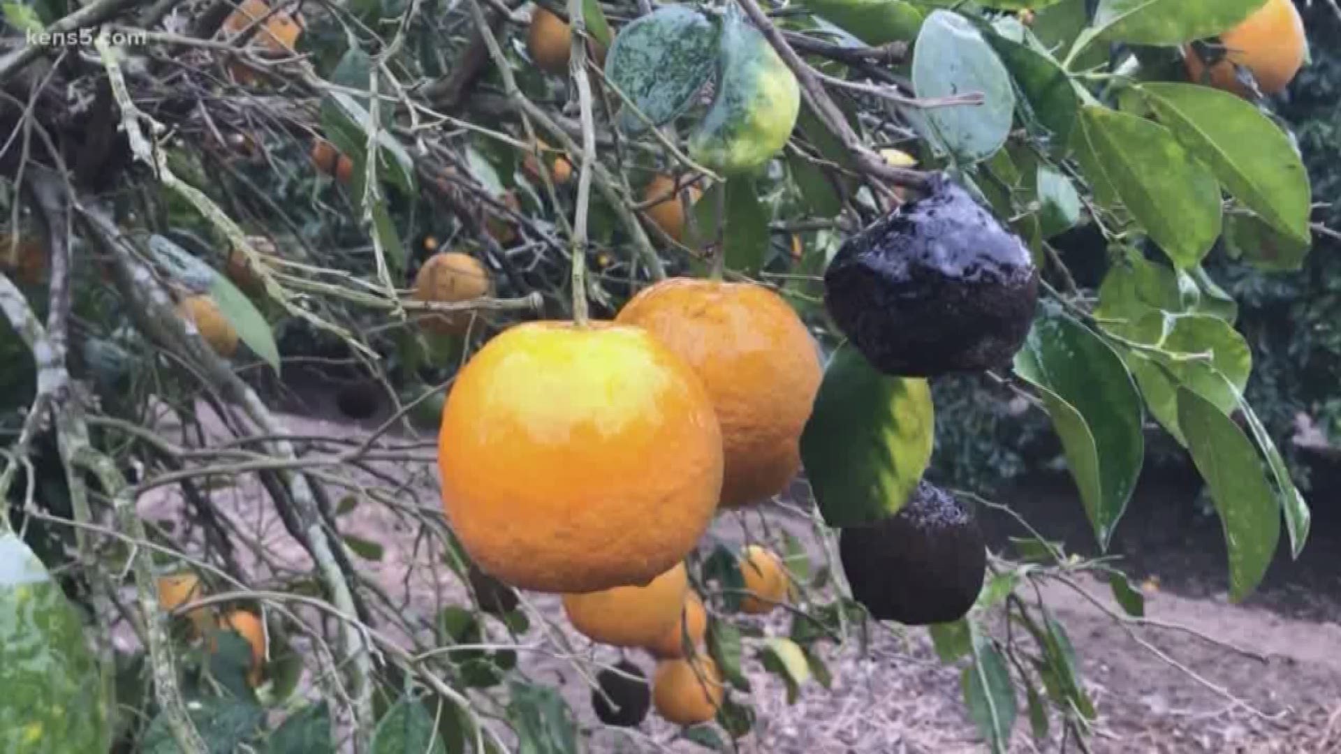Citrus freezing is "a good thing" according to one South Texas grower as cold weather hits the area.