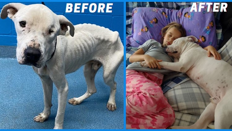 Emaciated dog transforms into healthy pet thanks to love from family