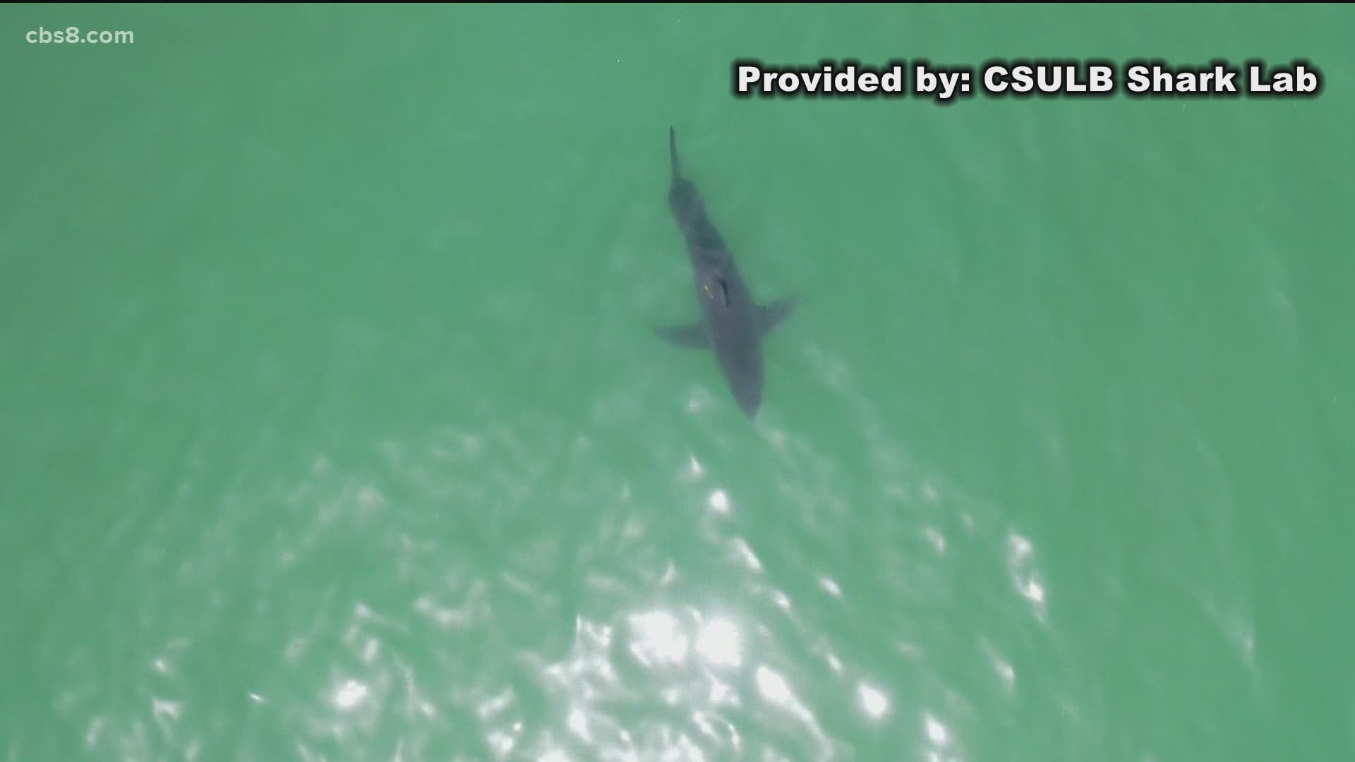In 2020, Cal State Long Beach researchers tagged 21 sharks in San Diego County.