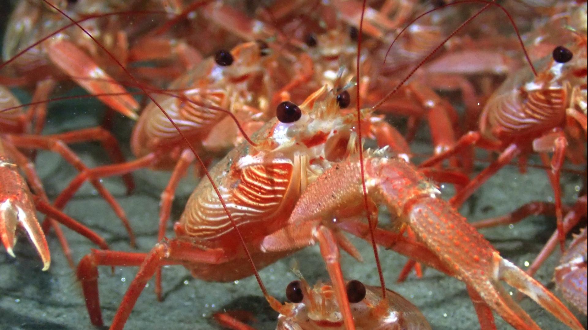 Tuna crabs are swarming San Diego beaches, waters