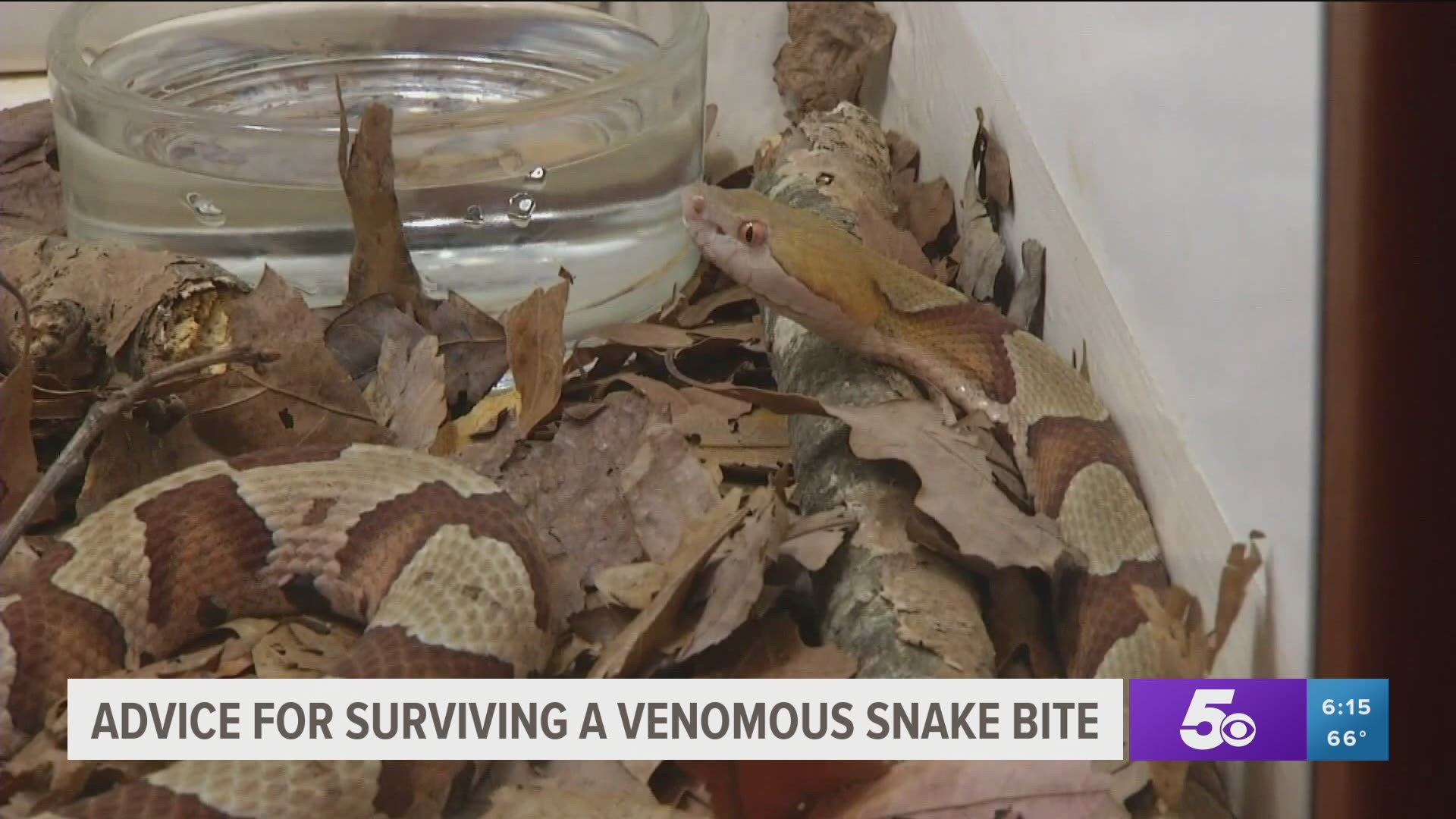 Advice for surviving a venomous snake bite