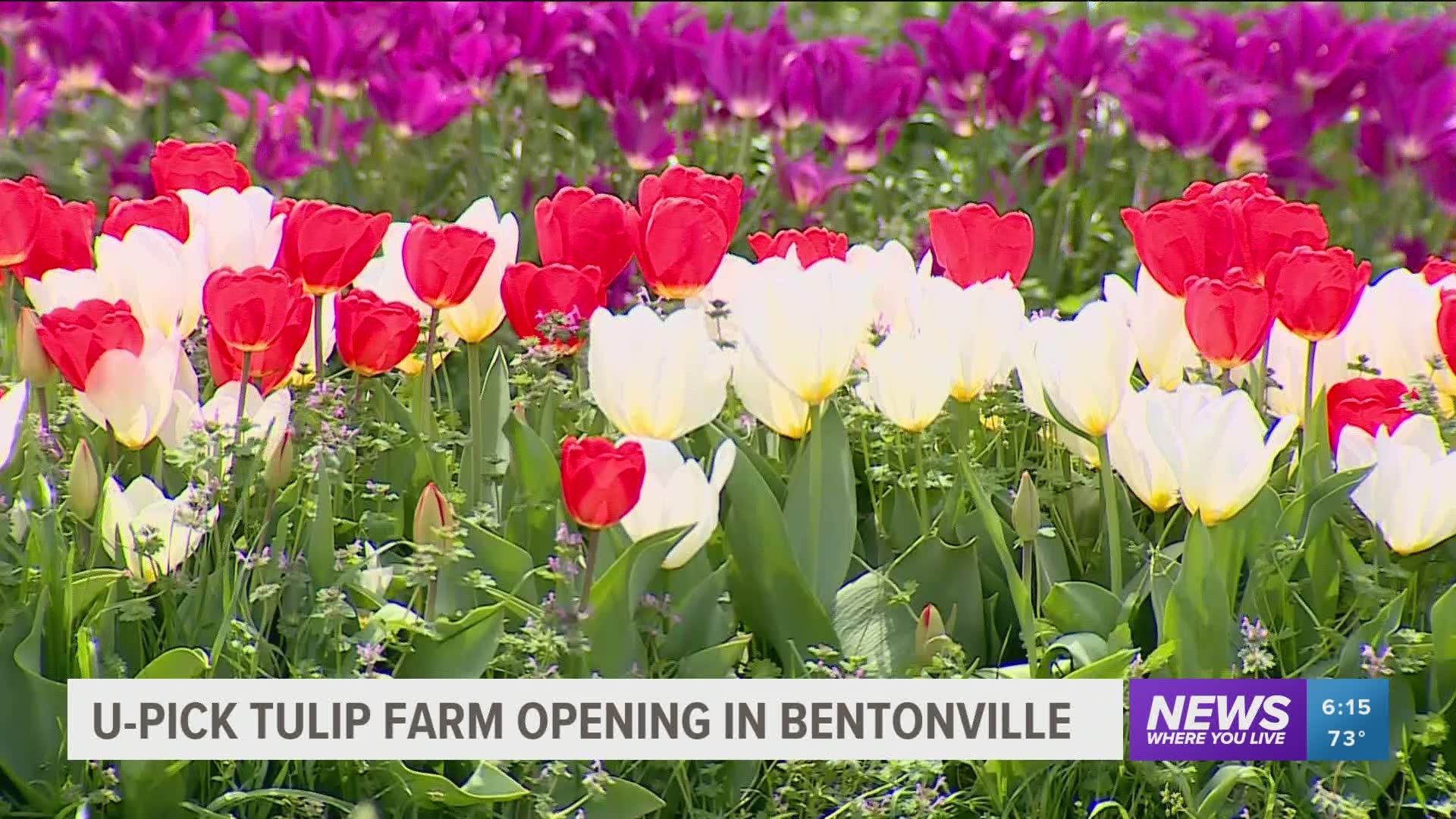 First UPick tulip farm opening this week in Northwest Arkansas