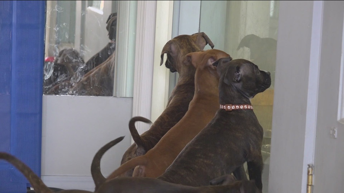 Local animal shelters facing crowding issues - Vimarsana News