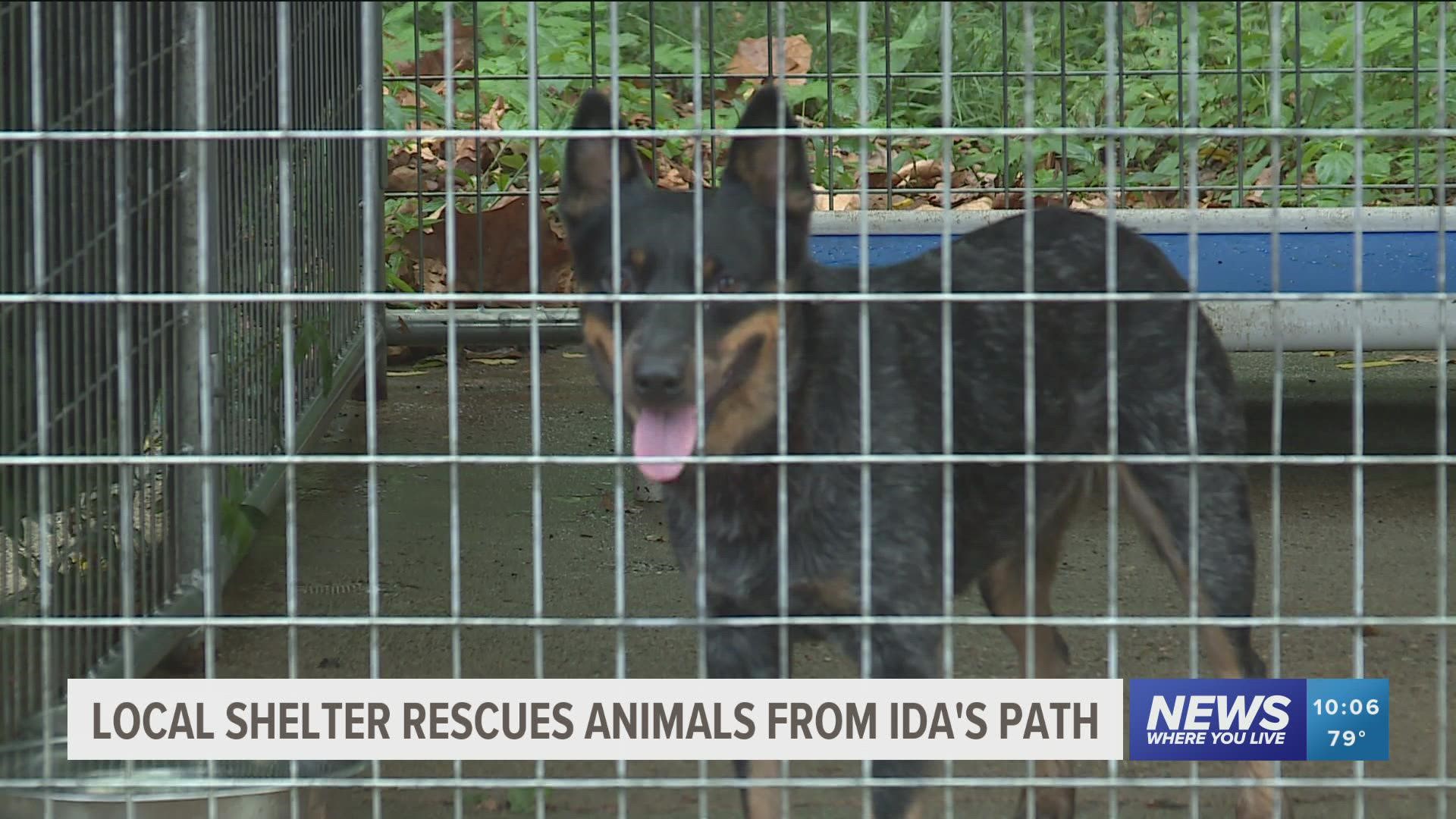 Needy Paws Animal Rescue Drove 17 hours to rescue Louisiana shelter dogs hours before Ida made landfall.