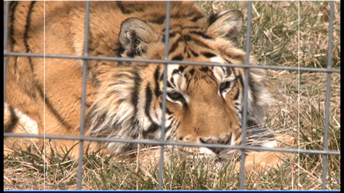 Some big cats at Arkansas wildlife refuge bred by Joe Exotic