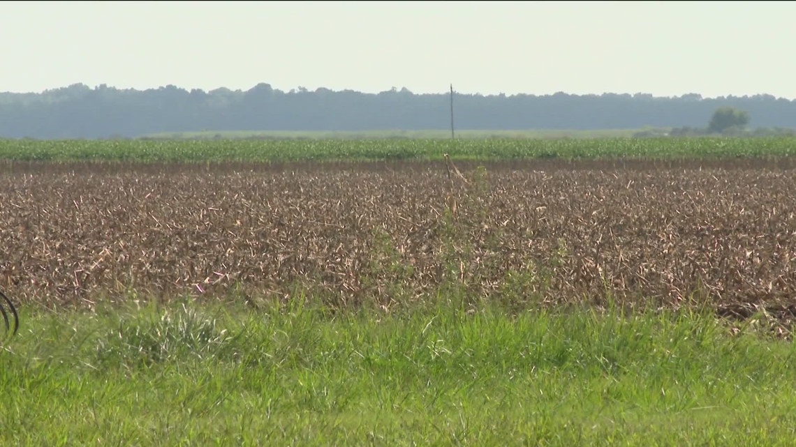 Arkansas leads U.S. in farm bankruptcies in 2025, Farm Bureau reports