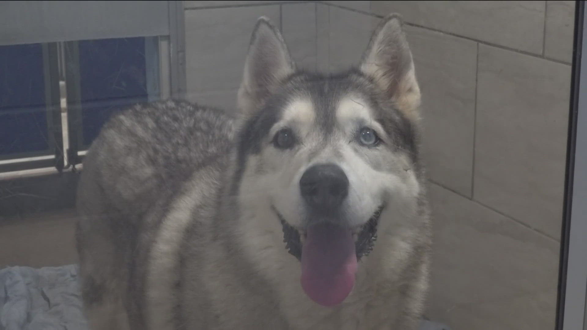 Fayetteville Animal Services warned against leaving pets in hot cars as temperatures rise.