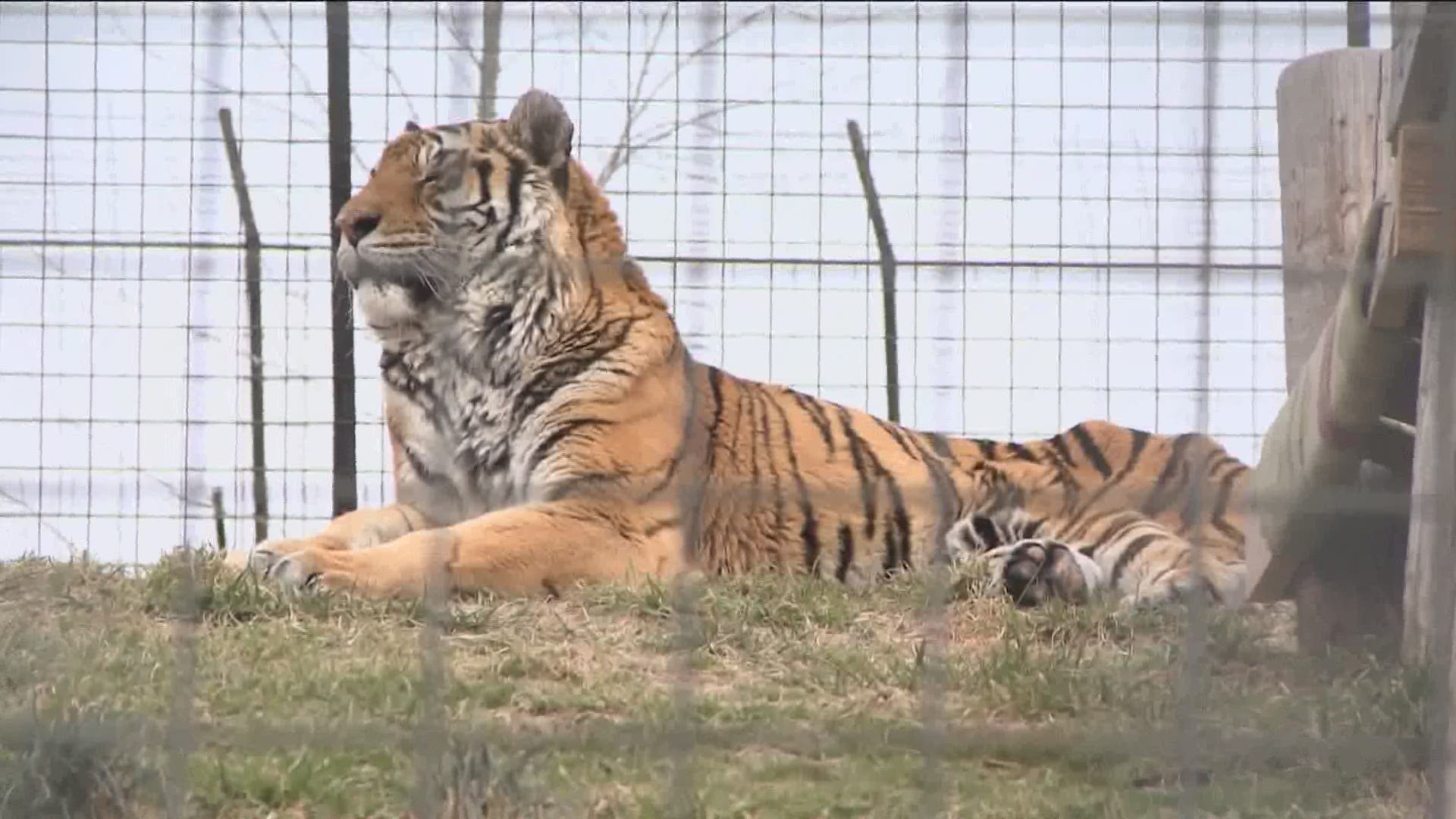 Some big cats at Arkansas wildlife refuge bred by Joe Exotic