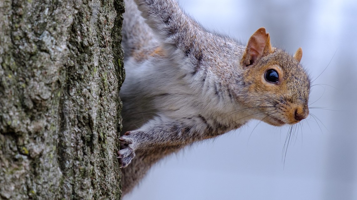 Big Squirrel Challenge 2024 continues despite snow, frigid temps