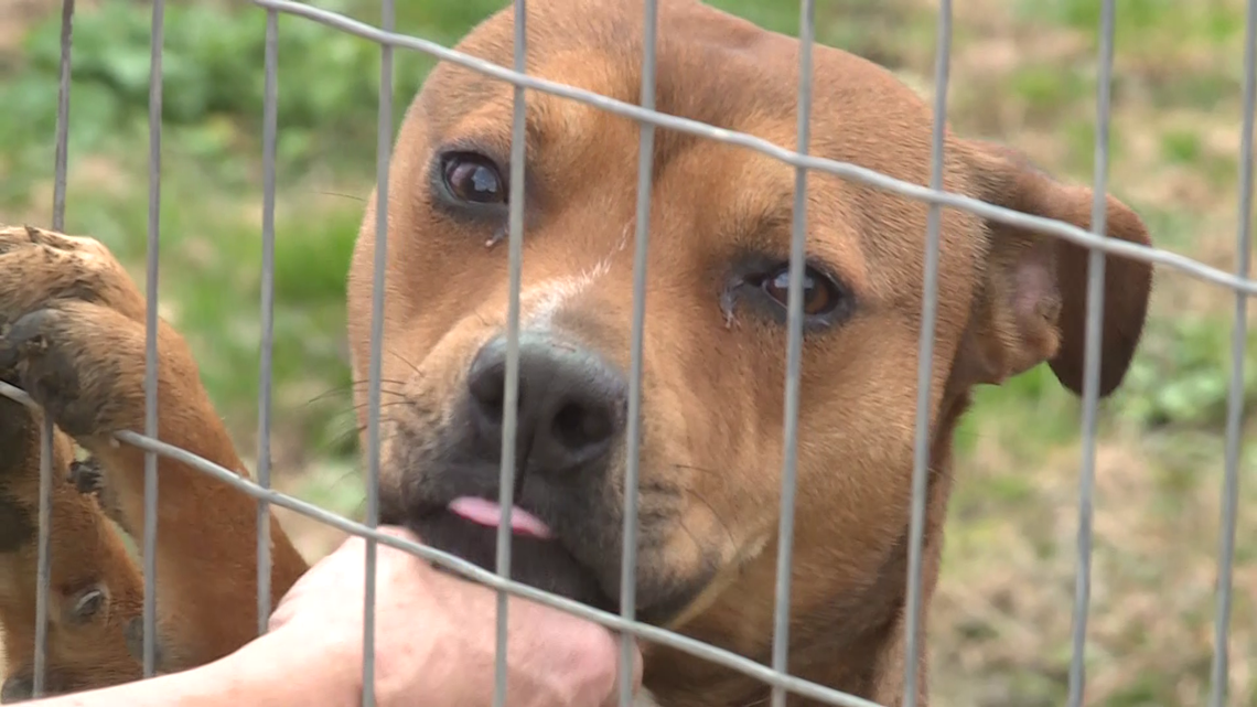 More than 80 dogs found at home in crawford county - Vimarsana News