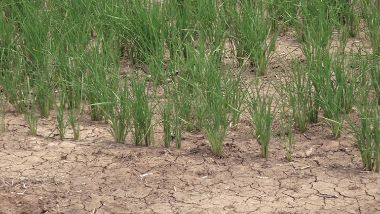 Arkansas seeing worst drought conditions in 10 years, Gov. asks for disaster declaration