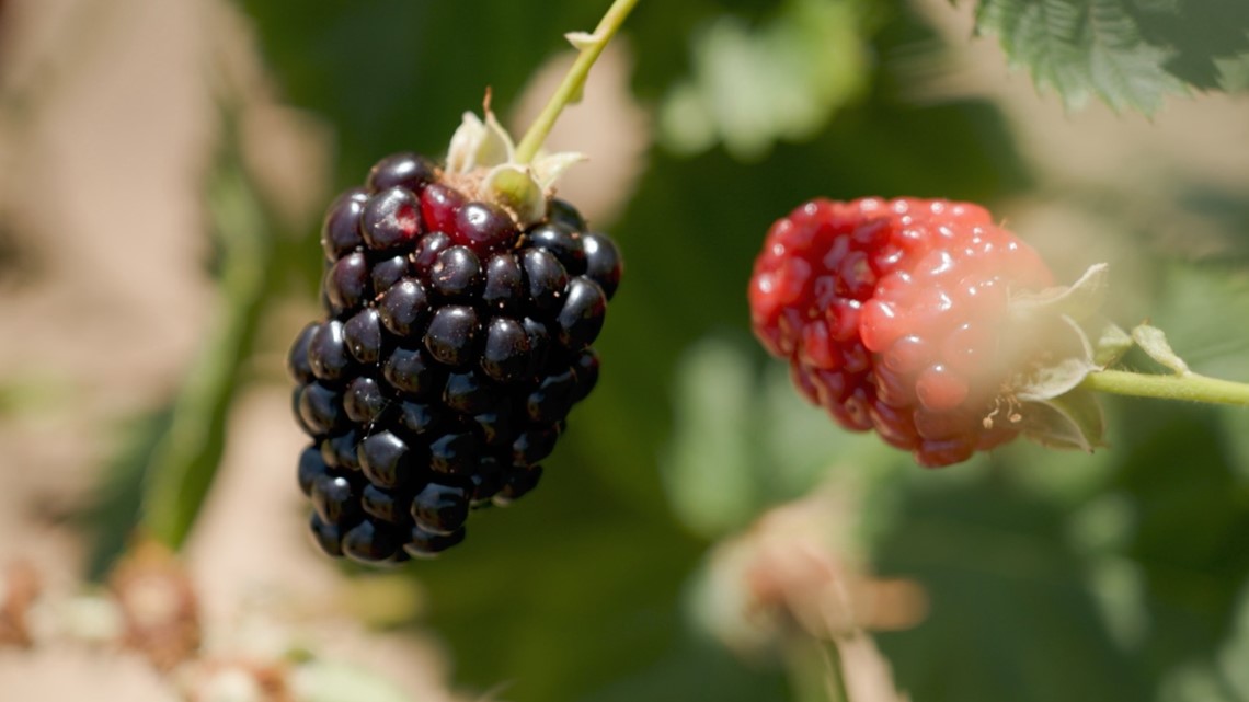 Arkansas Fruit Breeding Program introduces two new fruits