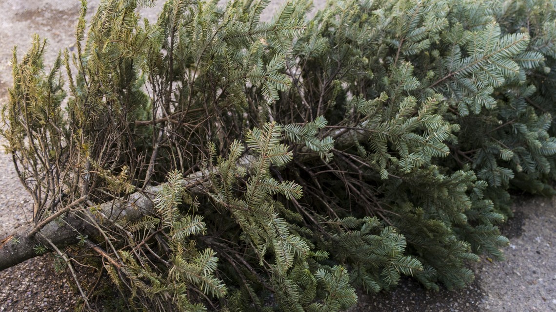 List of places to recycle Christmas trees in Arkansas - Vimarsana News