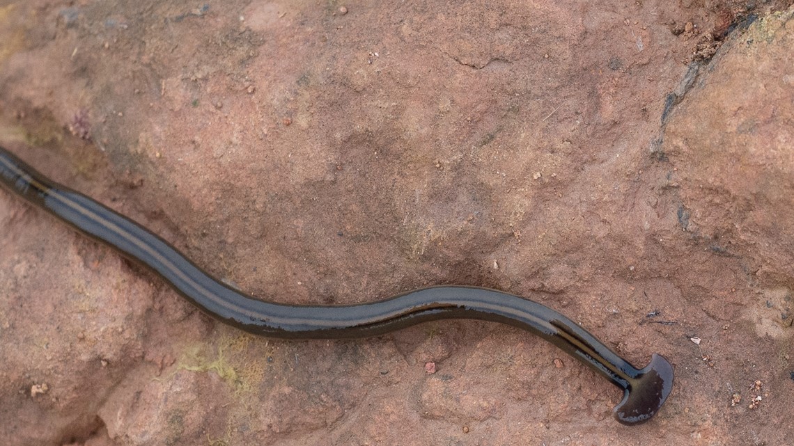 Hammerhead worms found across Arkansas | What to know about the invasive species