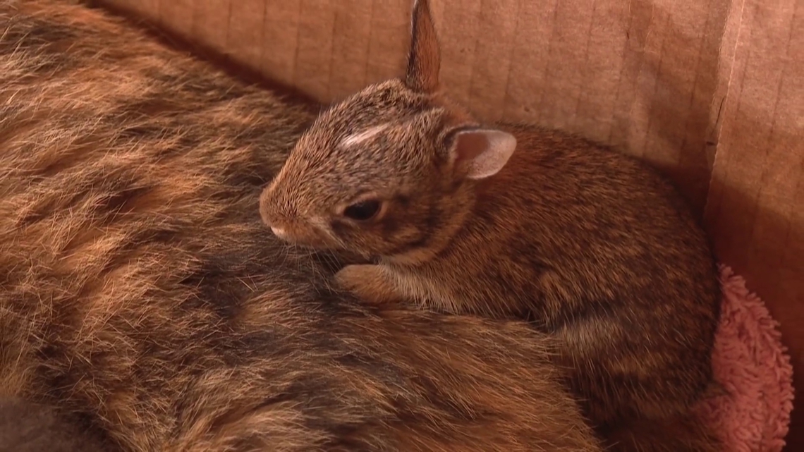 Family seeks homes for kittens after mother cat makes unexpected adoption