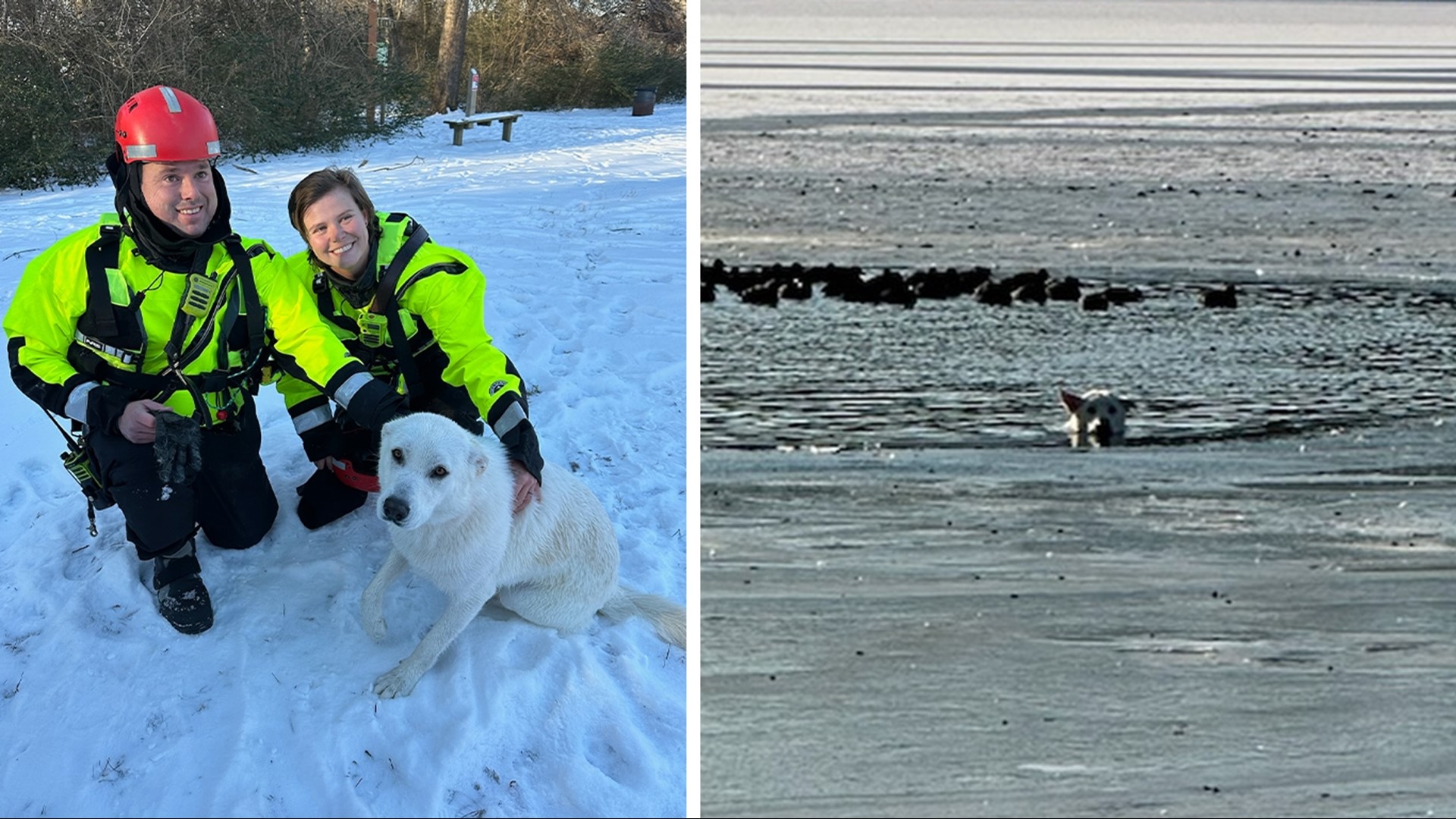 An Arkansas team rescued a dog from the icy water at Lake Fayetteville.
