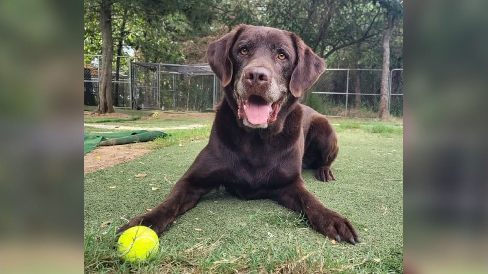 NOW A LOCAL ANIMAL RESCUE AND SHELTER WANTS HARSHER PUNISHMENTS FOR ANIMAL CRUELTY IN THE STATE.