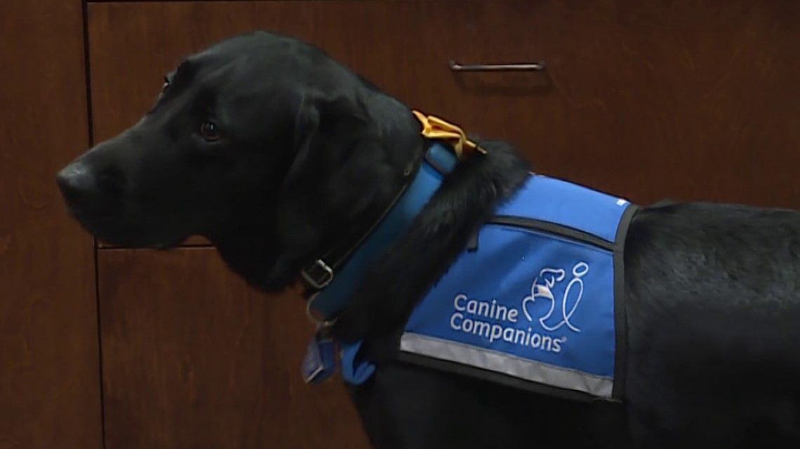 Meet Ari, the support dog helping kids in courtrooms - Vimarsana News