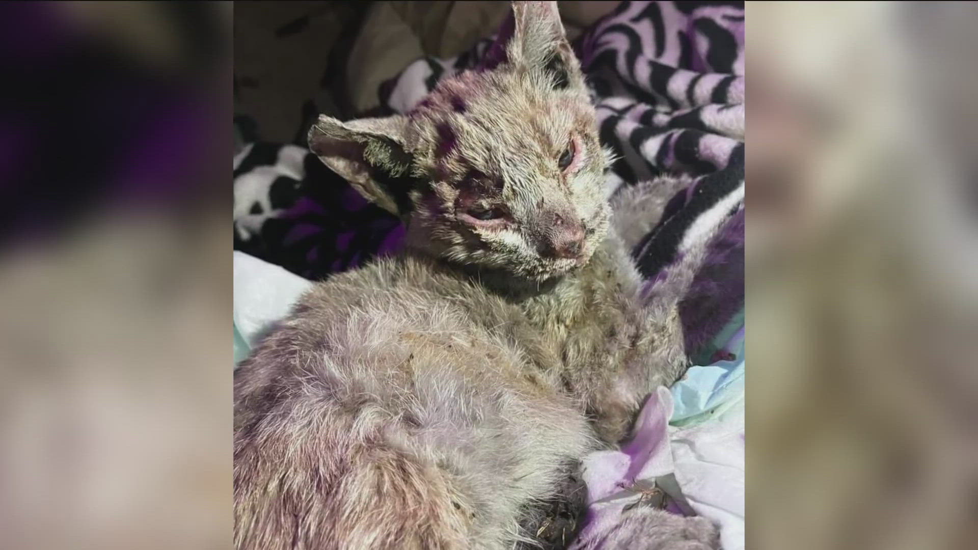 After the smoke settled at Marck Industries in Rogers, pictures of a cat found near the recycling plant were circulating on Facebook.