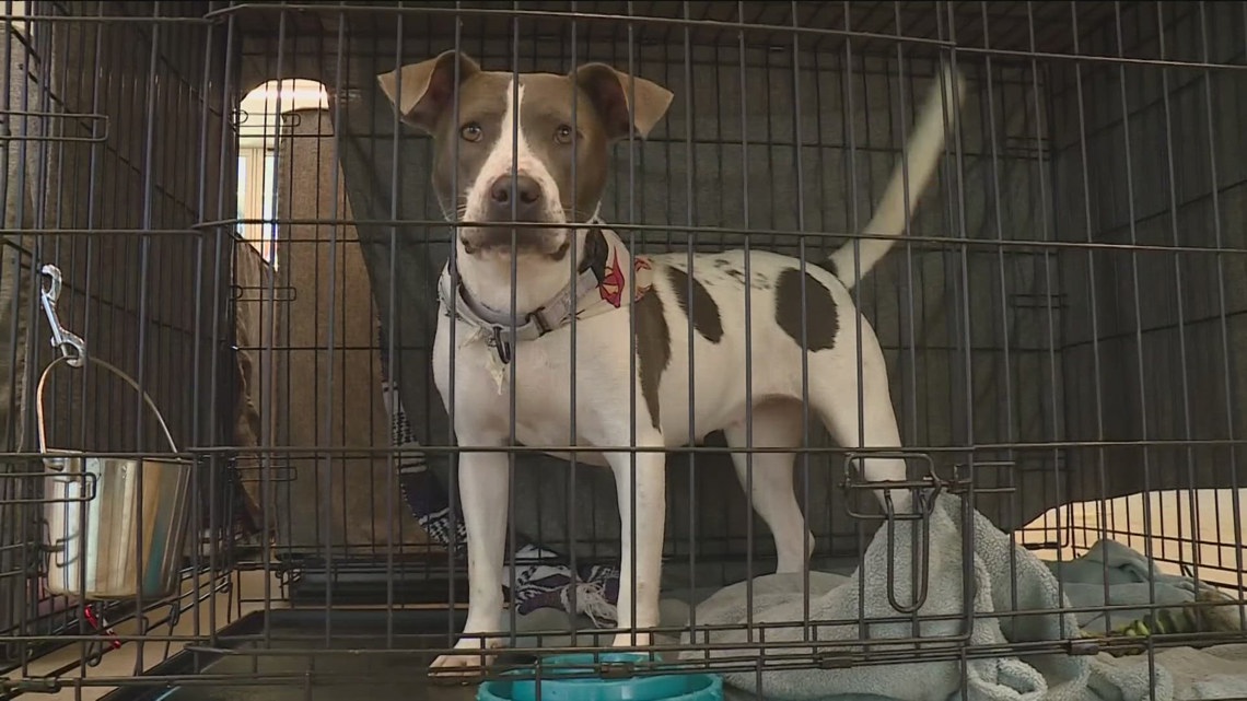How Arkansas shelters keep animals cool in the summer | thv11.com