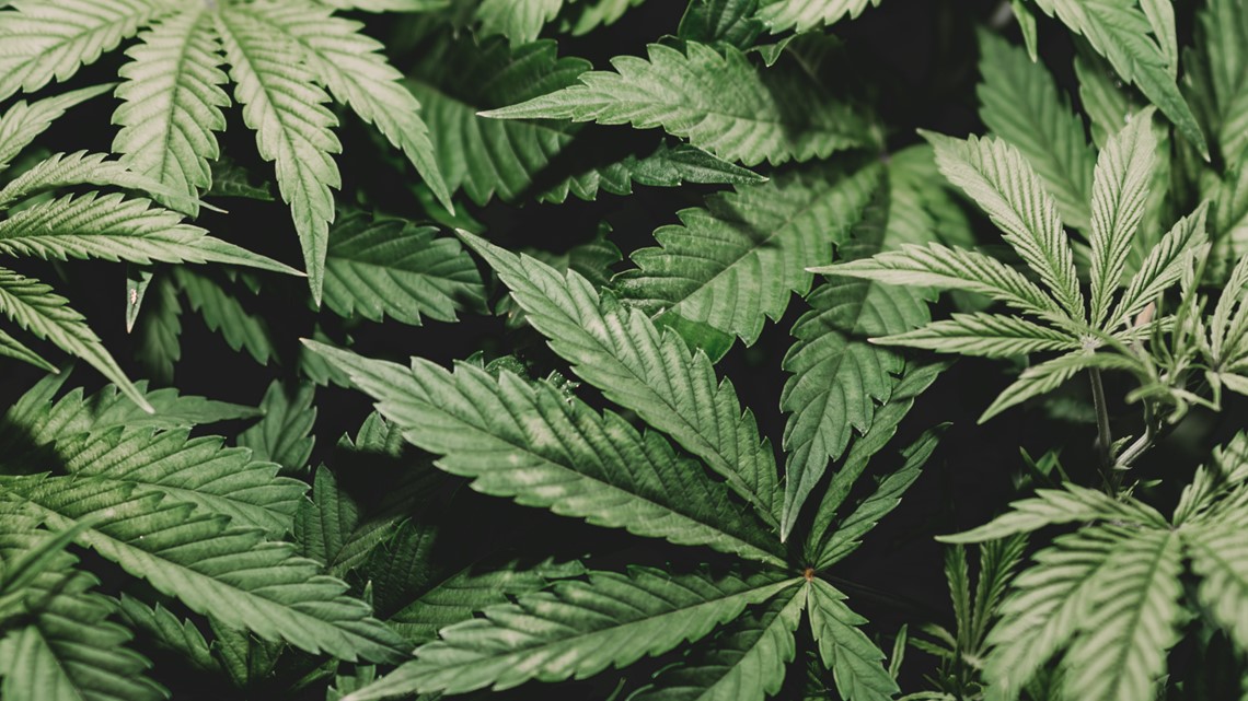 Petition organized to get recreation marijuana on Arkansas Ballot - Vimarsana News