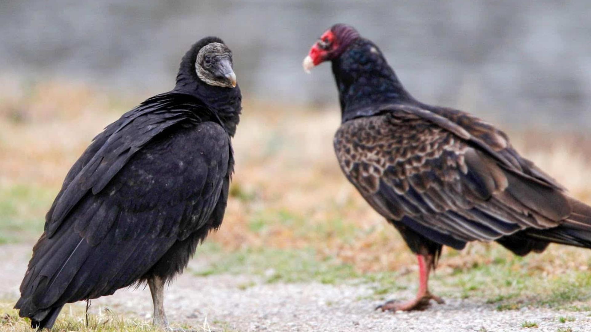 The Arkansas Game and Fish Commission is asking the public for help in spotting special tagged black vultures.