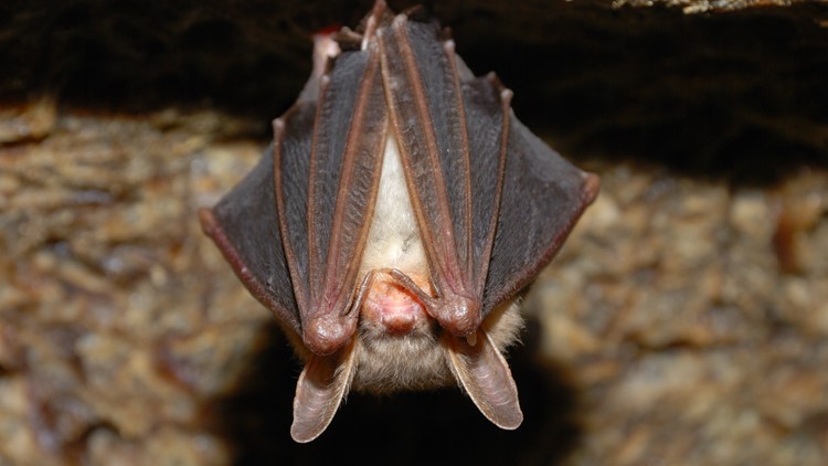Bat-borne virus, similar to COVID-19, piques interest of researchers