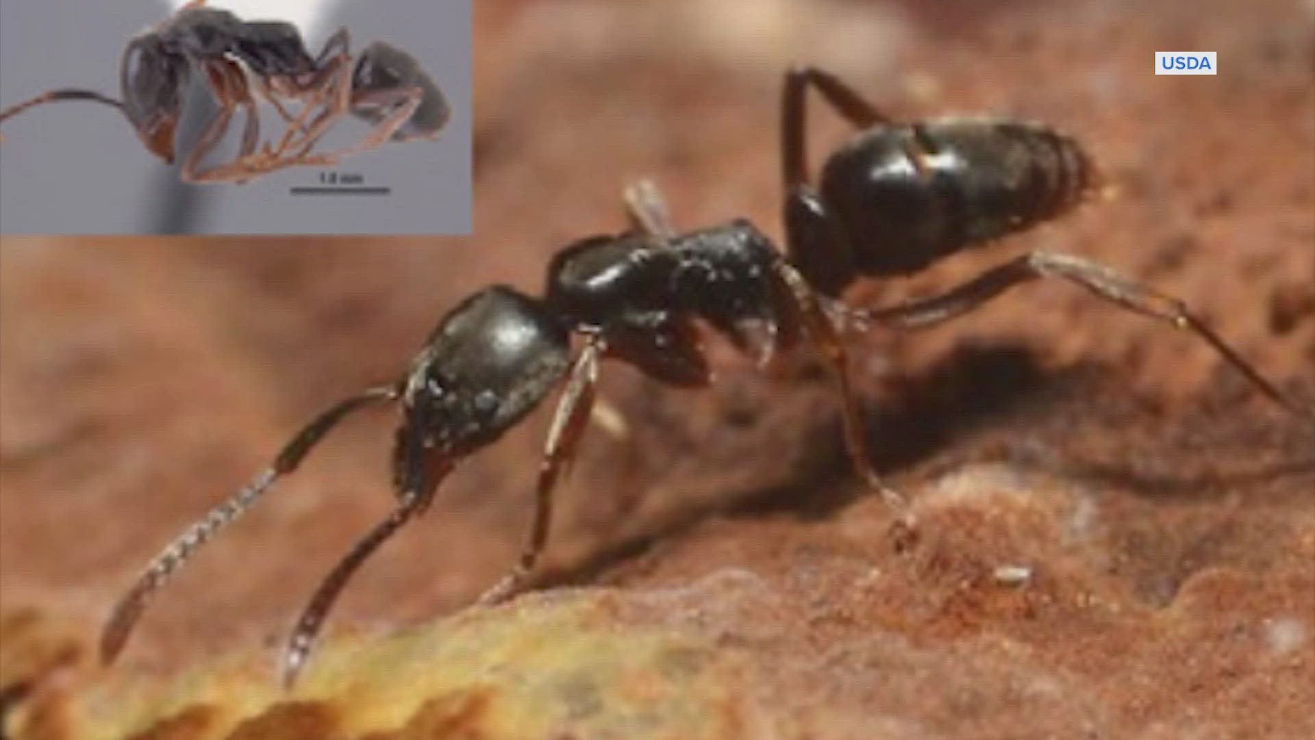 The ants are can bite and pass on an allergic reaction. 
