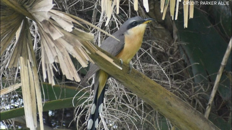 Rare bird spotted in for first time in 40 years